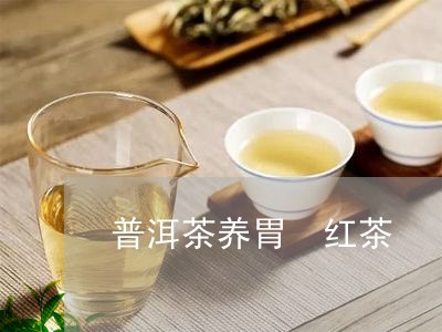 普洱茶养胃 红茶/2023041184816